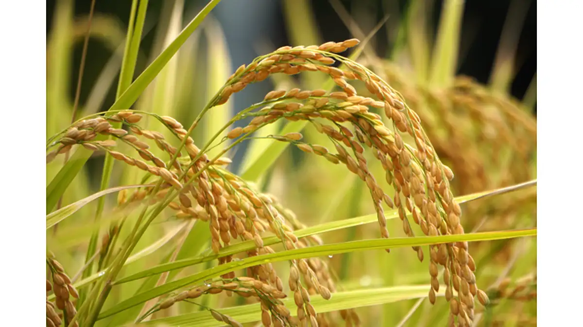 「米と水田」生産と消費の視点から考える学習会　生協6グループが合同開催