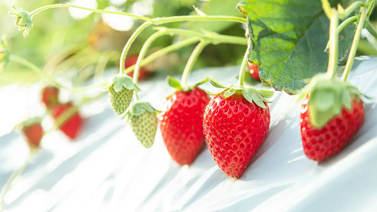 ゴールデンウィークはいちご狩り　観光いちご園でフェア開催　福島県