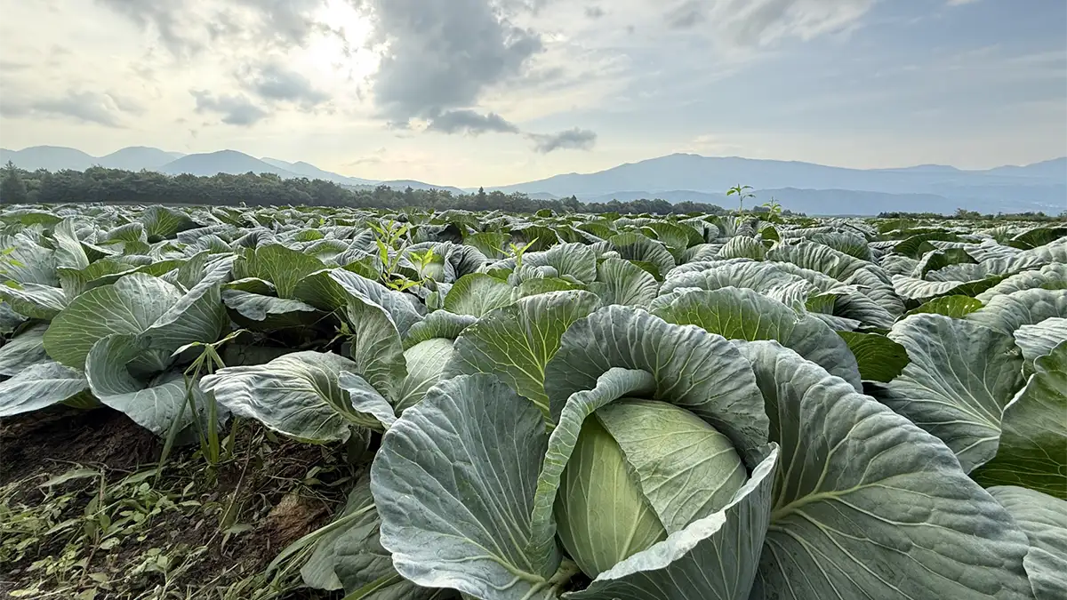 コスト指標作成　野菜、納豆・豆腐でも団体設立へ