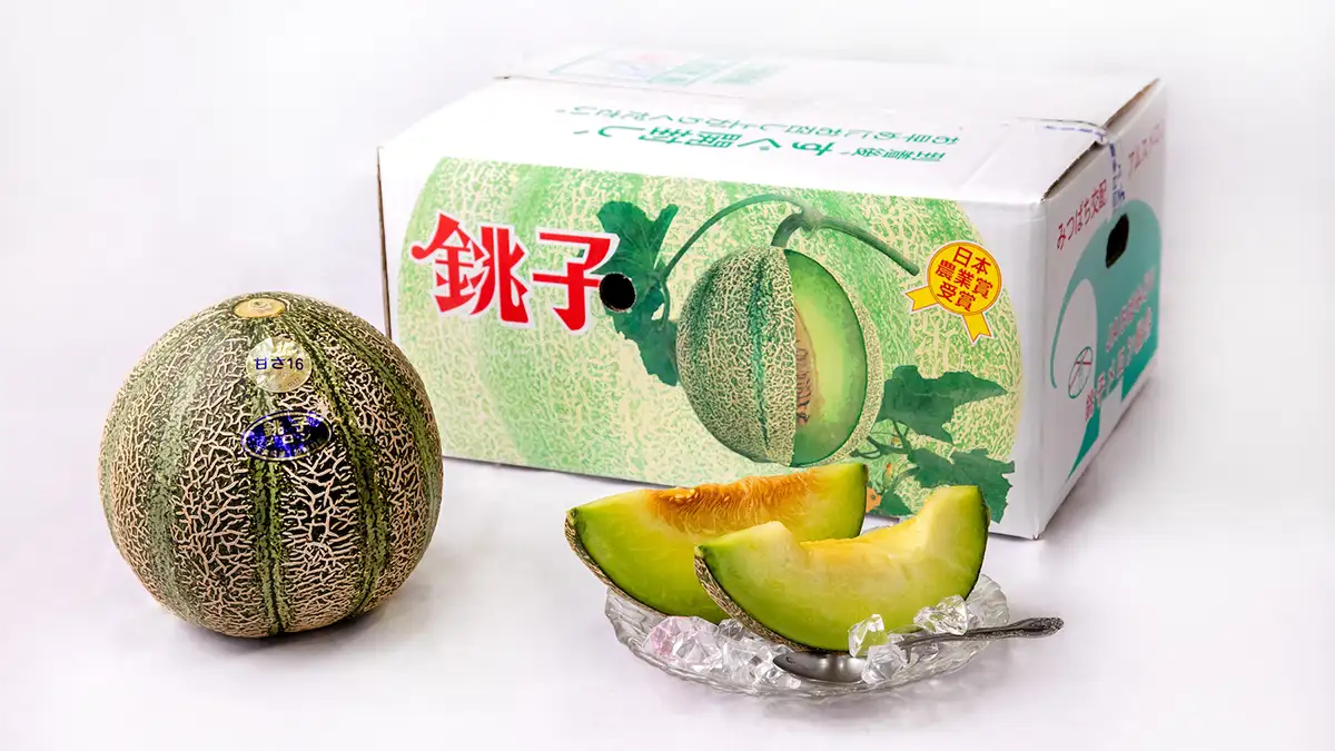 初夏の風物詩「銚子メロン」6月1日から今季出荷開始　銚子メロン組合