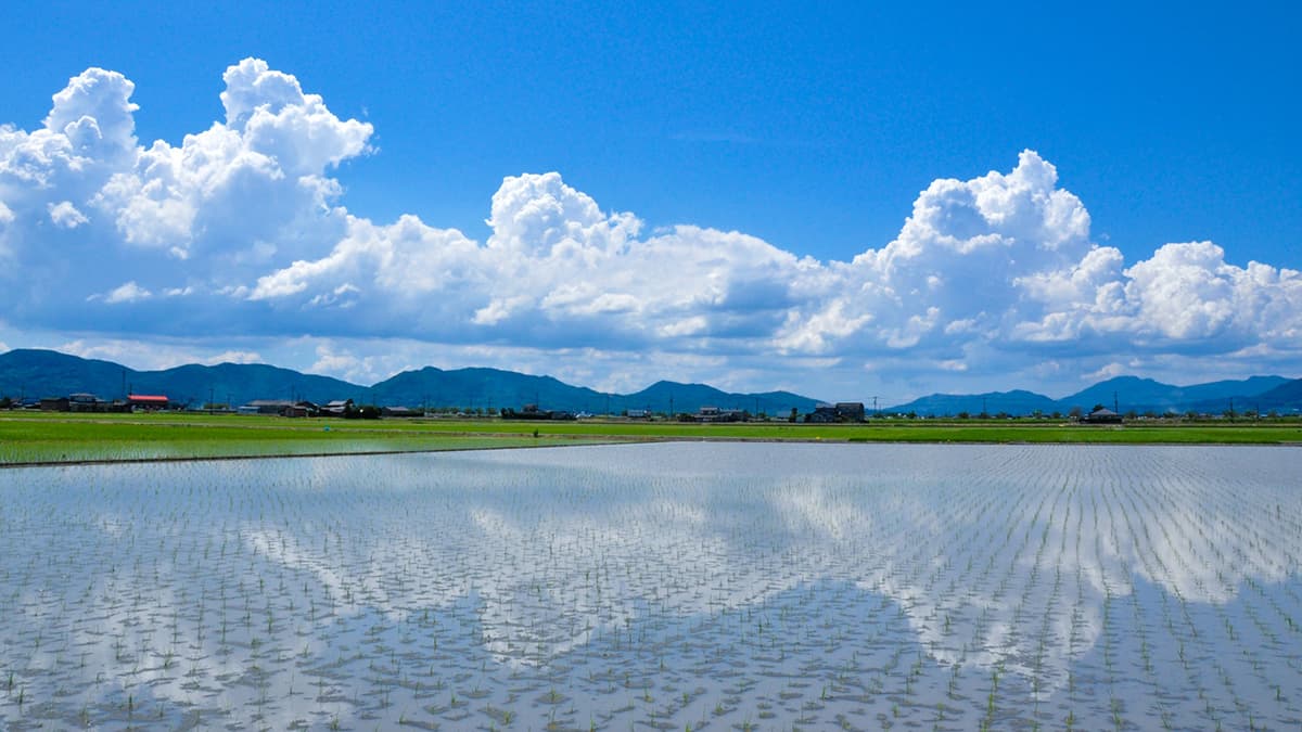 夏の高温は常態化　水稲　生育に応じ追肥など対策を　鈴木農相