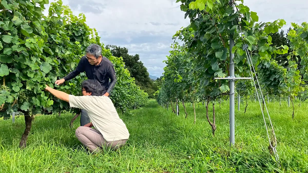 「日本ワイン応援事業」始動　コンサルティング事業を進化　メルシャン