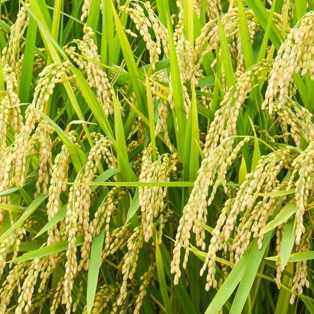 農協協会 ＪＡの米実態調査 22年産特集