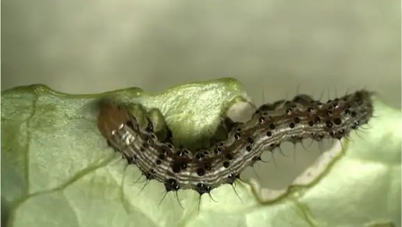 【注意報】野菜・花き類にオオタバコガ　県内全域で多発のおそれ　香川県