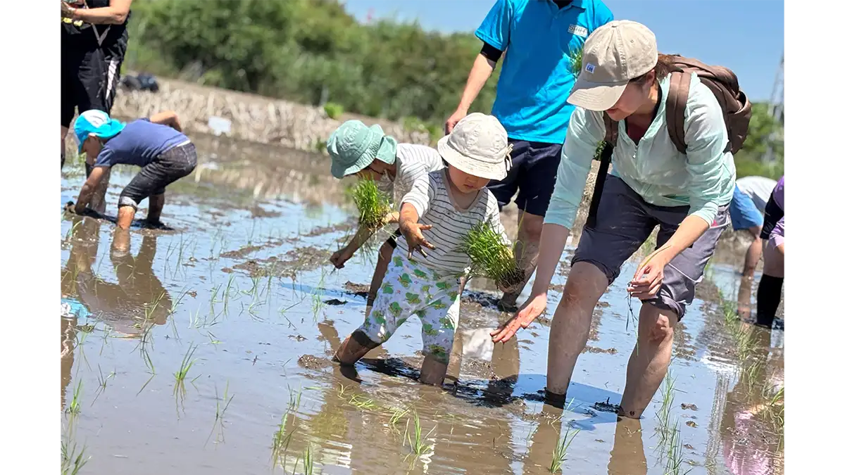 田植えしながら生き物調査　さいたま市岩槻区で生産者に教わる米作り　パルシステム埼玉