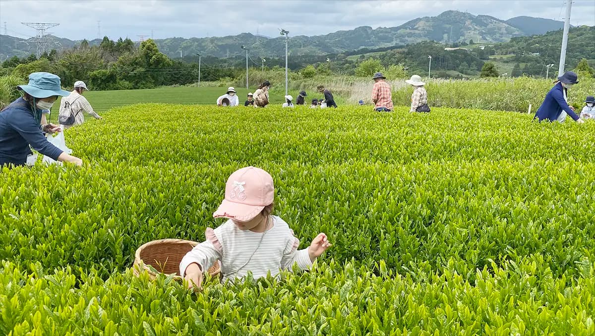 世界農業遺産の畑で新茶摘み体験　製茶工場見学も　パルシステム静岡
