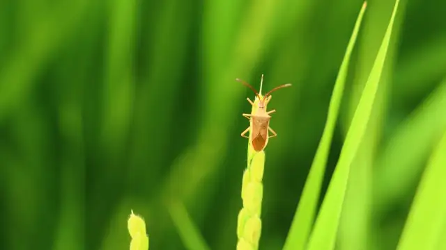 【注意報】早期水稲に斑点米カメムシ類　県本土で多発のおそれ　鹿児島県