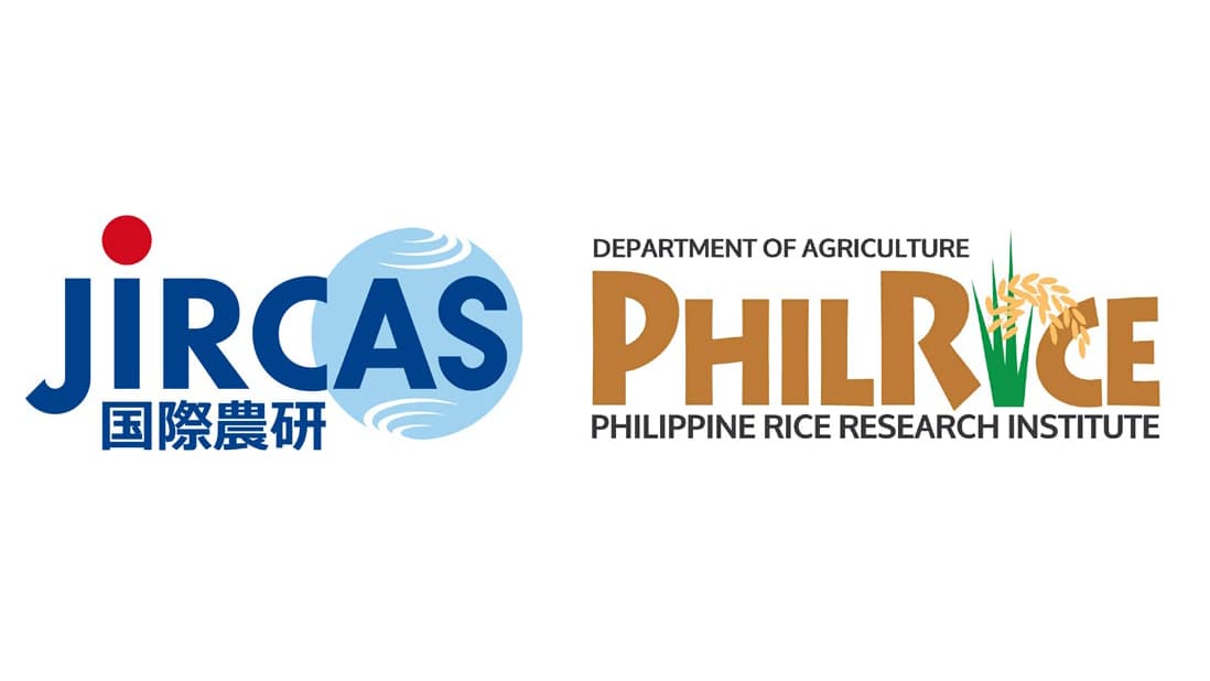 早生化で窒素利用効率と籾収量を高めたイネ系統を開発　国際農研