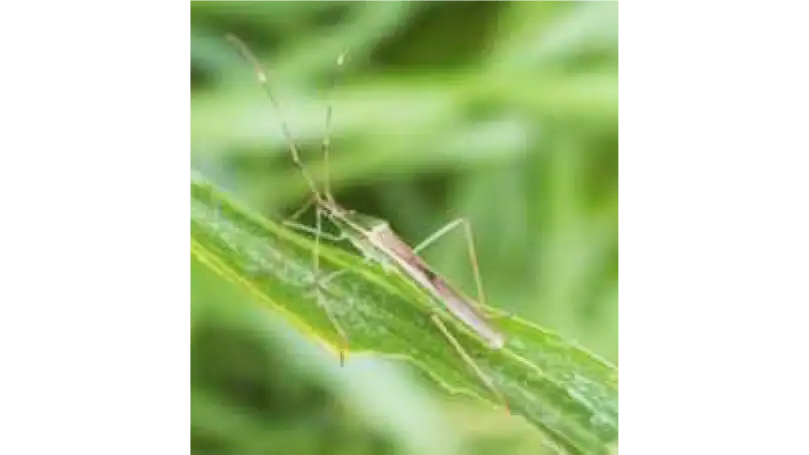 クモヘリカメムシ成虫（提供：佐賀県農業技術防除センター）