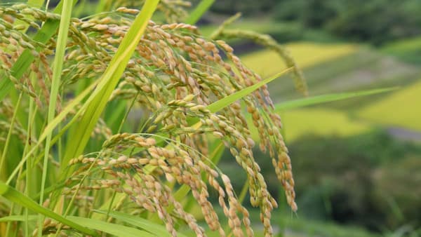 春は食用、夏は雑草【酒井惇一・昔の農村・今の世の中】第387回