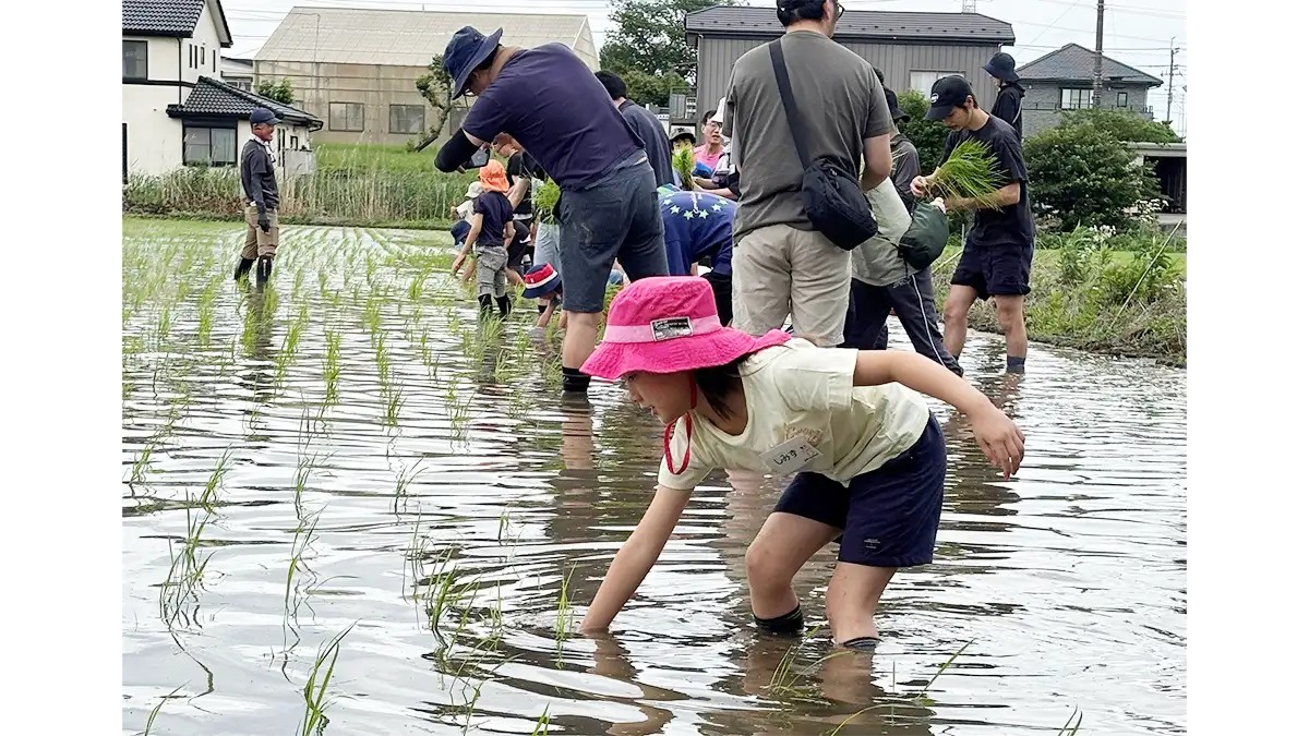 田植えから稲刈りまで家族で体験　生産者に教わる米作り　パルシステム埼玉