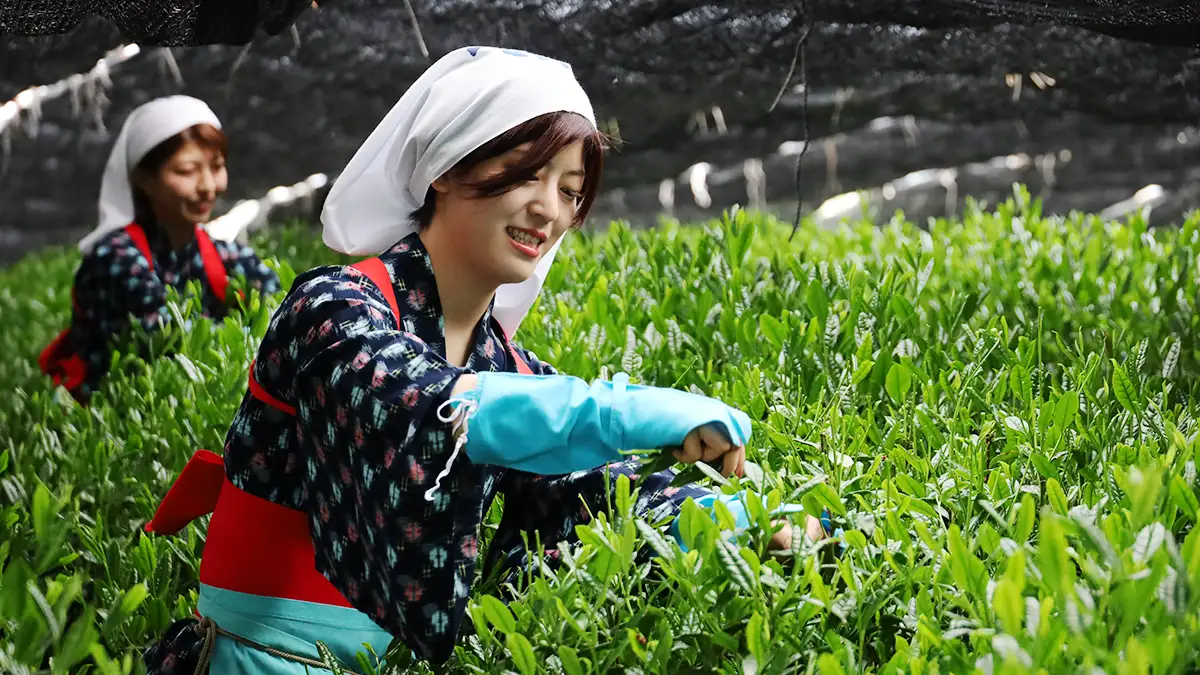 5月2日は八十八夜　愛知県西尾で抹茶・八十八夜行事を開催