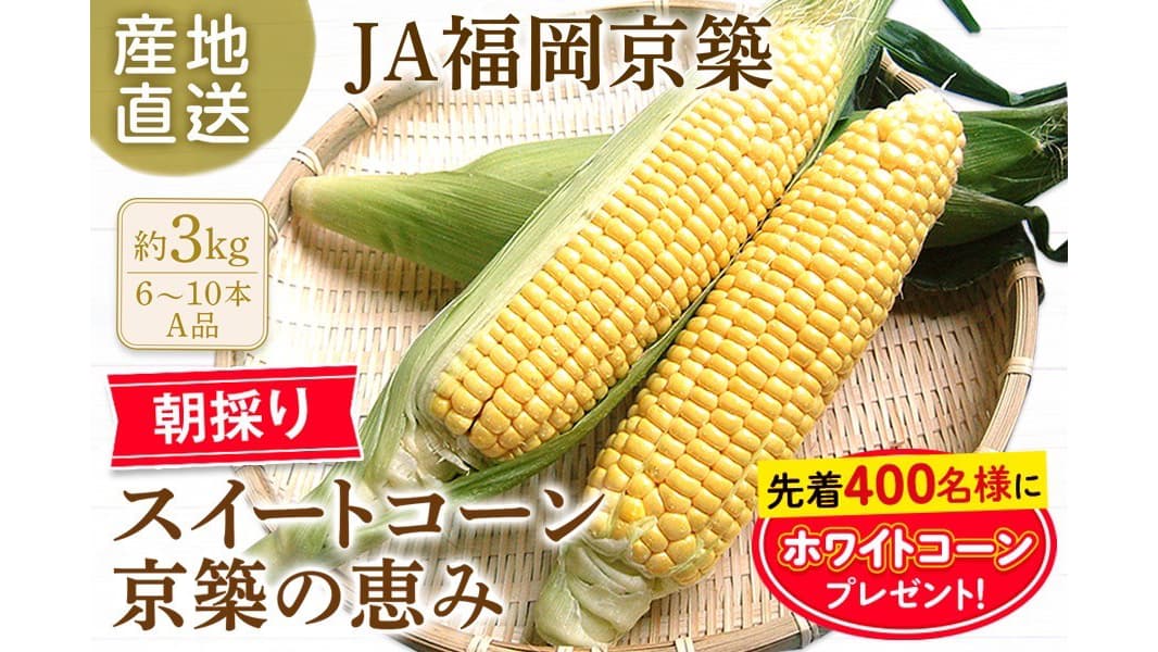 朝採り・当日発送　福岡県産スイートコーン「京築の恵み」予約販売開始　ＪＡタウン