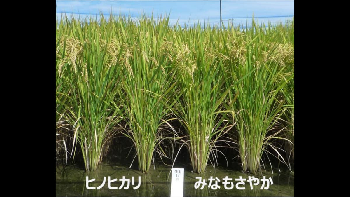 高温登熟性・多収・病害に強い　良食味水稲新品種「みなもさやか」育成　農研機構