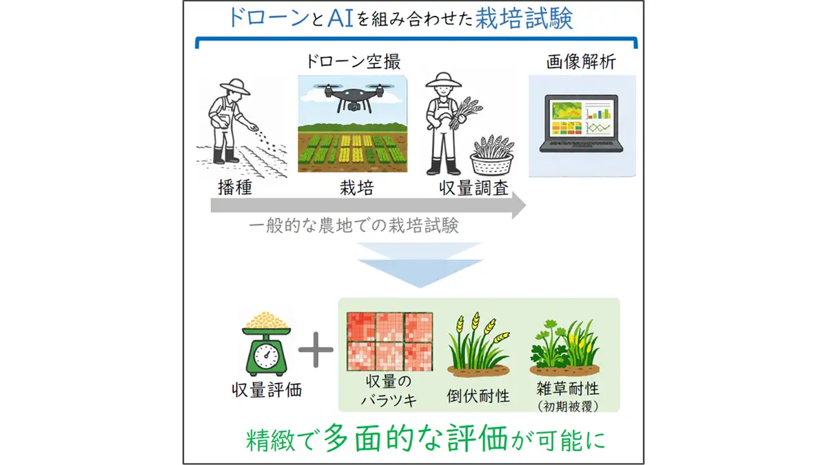 混植栽培の生産性・安定性・倒伏/雑草耐性を同時に評価　千葉大学