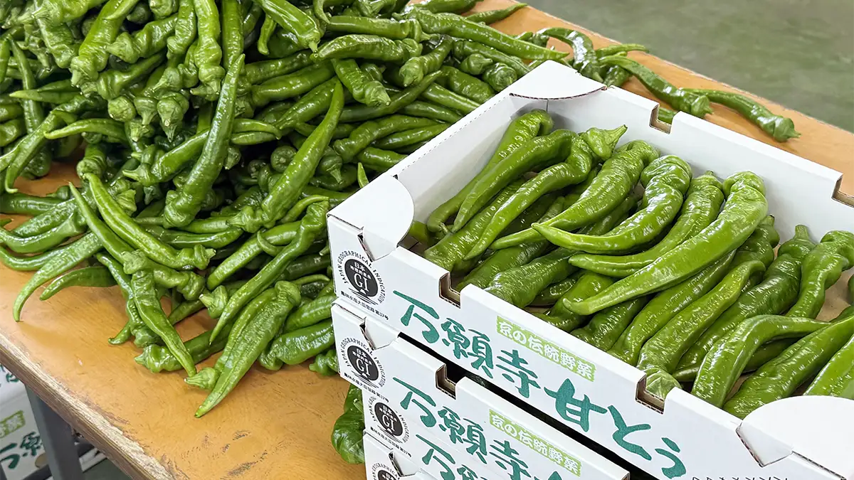 舞鶴市発祥「万願寺甘とう」初出荷・出発式　出荷量537トン達成へ向け始動