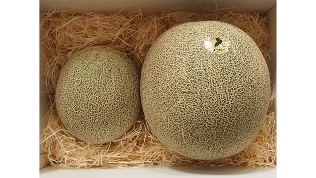 日本トリム「農業用電解水素水整水器」活用した「草津メロン」数量限定で販売