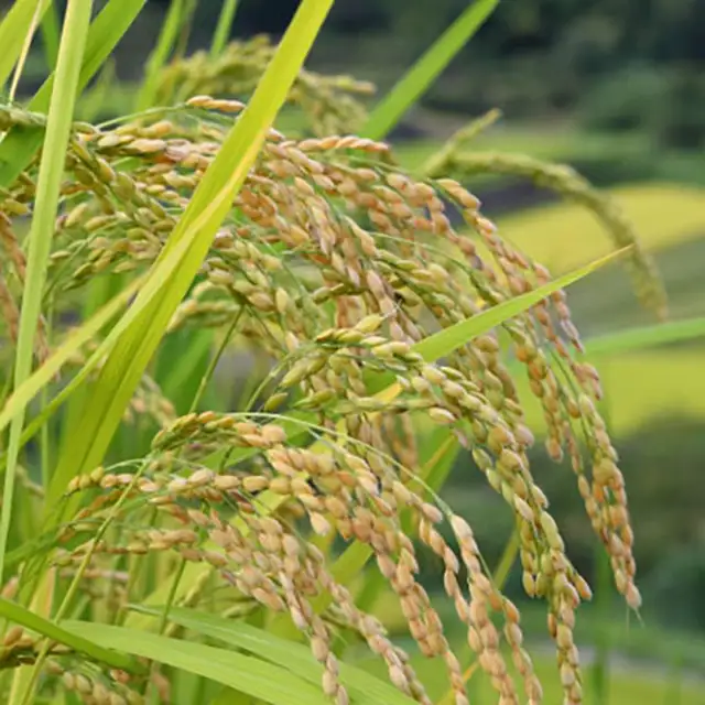 昔の農村・今の世の中