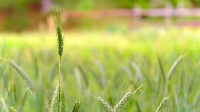 全国各地で麦の赤かび病の注意報　暖冬による出穂の早まり、今後の高温多湿予報も背景に