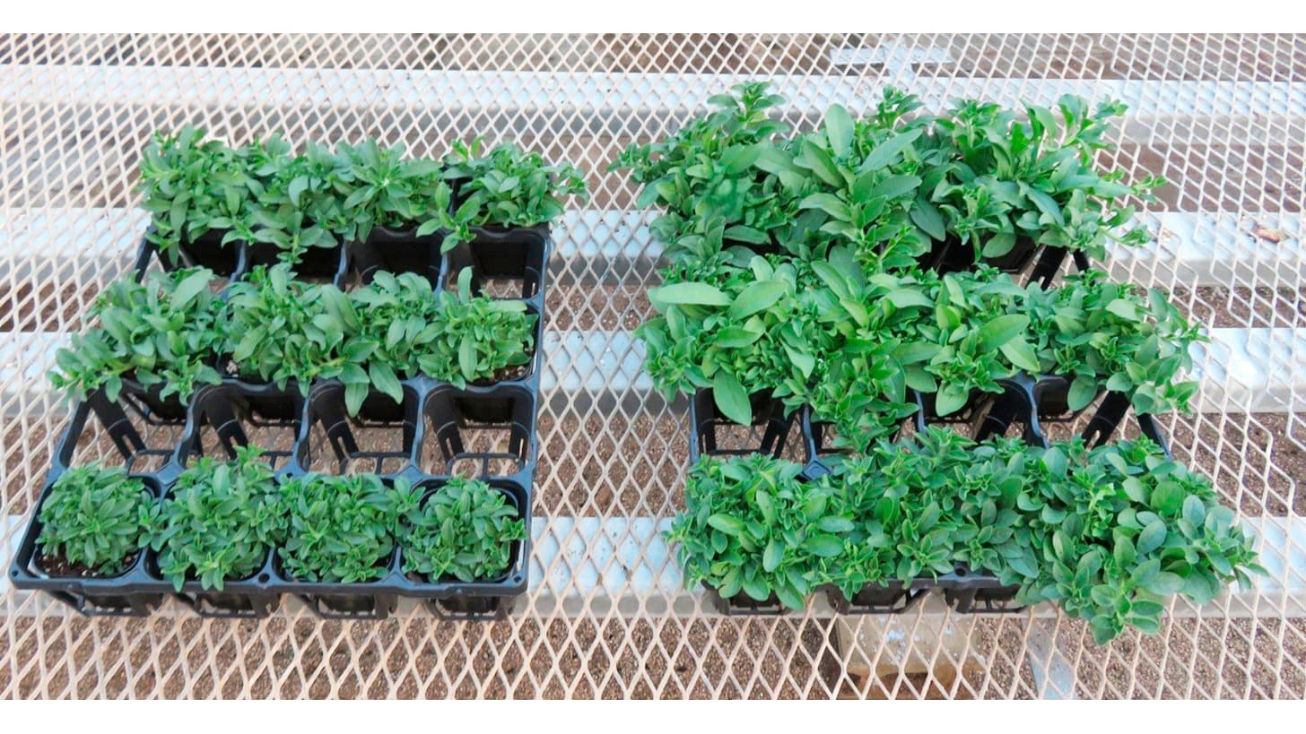 園芸用ピートモス代替　製造残渣を活用した用土用資材「Teamoss」開発　サントリー