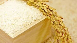 パックご飯の原料米にハイブリッド米契約栽培推進【熊野孝文・米マーケット情報】