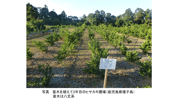 国産サカキ・ヒサカキ復活の課題【花づくりの現場から　宇田明】第18回