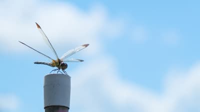 シンとんぼ（184）食料・農業・農村基本計画（26）土地利用型作物に関するＫＰＩと施策（3）