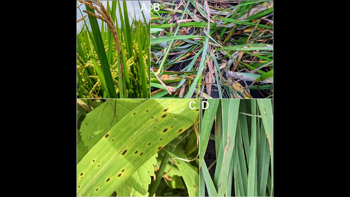 いもち病菌胞子の効率的形成法と長期保存技術を確立　農研機構