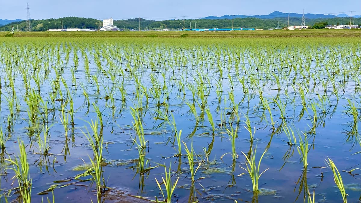 水田活用の見直しで地方説明開催　農水省