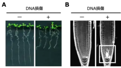 植物がDNAの傷ついた幹細胞を取り除く仕組みを発見　明治大学