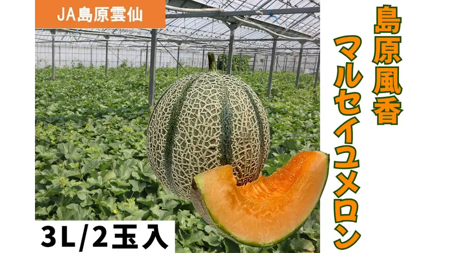 長崎県産「島原風香 マルセイユメロン」ＪＡタウンに初登場