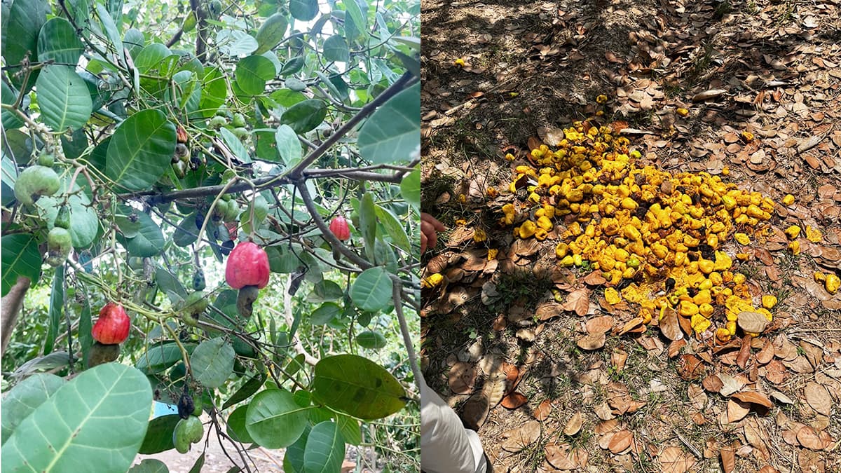 グローバルサウス未来志向型共創事業費補助金に採択　住友林業