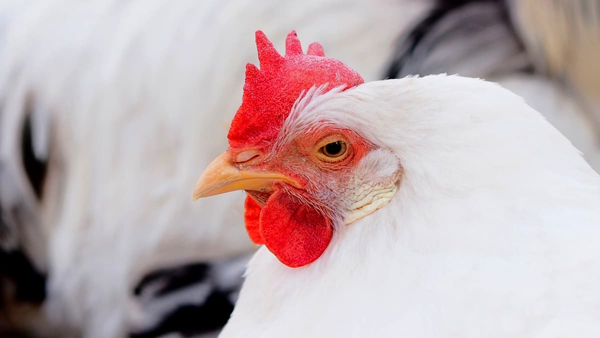 鳥インフル　スペインからの家きん肉等　一時輸入停止を解除　農水省