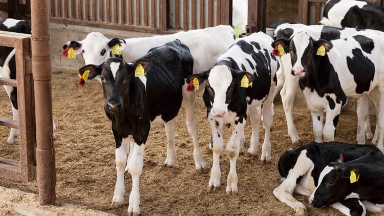 北海道産の赤身牛肉「キタノチカラウシ」誕生　生活クラブ