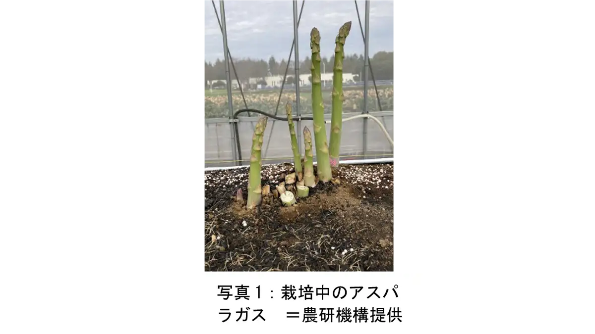 アスパラガス「枠板式高畝栽培」で省力・安定栽培を確立　生研支援センター