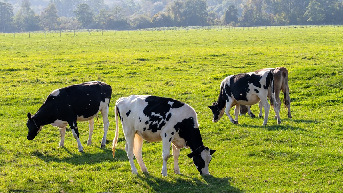 栃木の酪農家「竹内牧場」が事業停止　飼料などの高騰で打撃、負債2.5億円