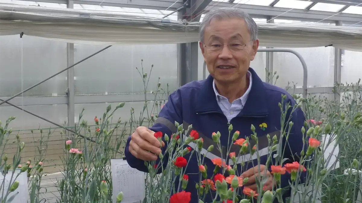 アジサイの里帰り【花づくりの現場から　宇田　明】第88回