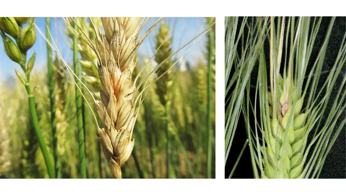 【注意報】麦類赤かび病　県内全域でやや多発のおそれ　大分県
