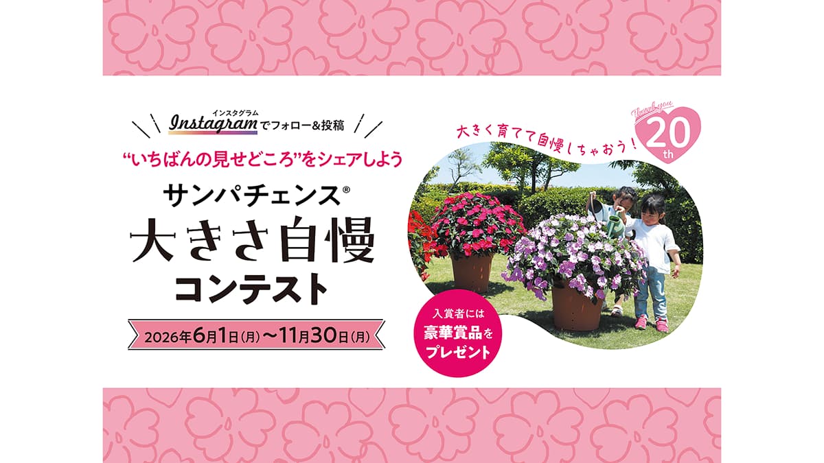 サンパチェンス発売20周年企画第2弾「大きさ自慢コンテスト」開催　サカタのタネ
