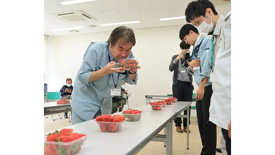 旬を迎えた「露地イチゴ」栽培農家16軒による品評会開催　大阪府高槻市