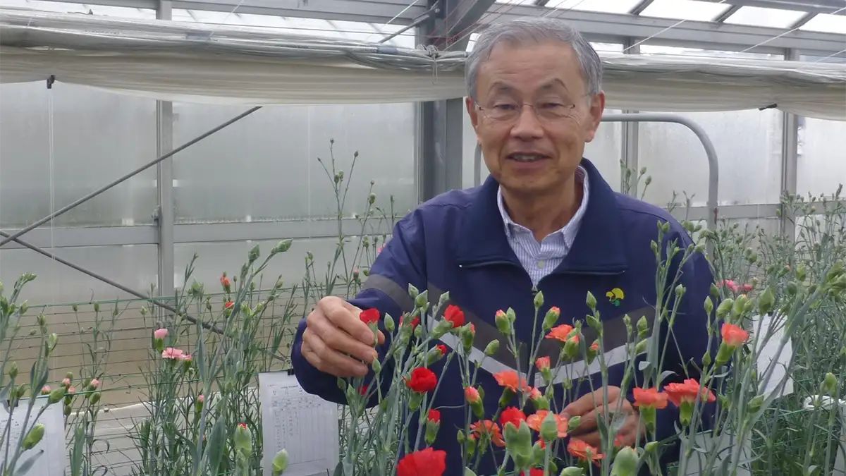 「母の日限定」鉢植えカーネーションの高リスク構造【花づくりの現場から　宇田明】第85回