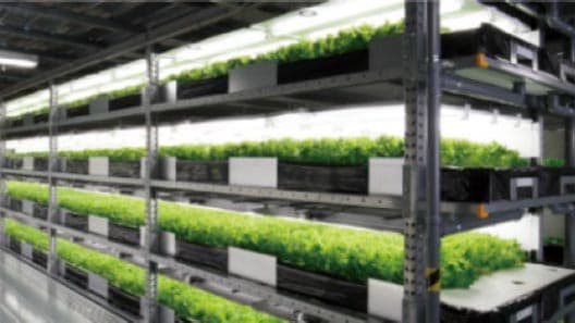 植物工場事業で新会社「フレデリッシュ」設立　北陸電力×大気社×農林中金