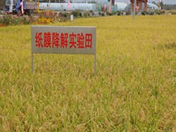 中国・黒竜江省の稲作 技術高く・優れた品質 日本との技術交流望む