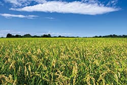 【2017年 ＪＡの米実態調査から】第3回　防除対策