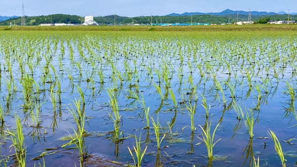 26年産の米生産、「見通し」から上振れか　「目安」増やす県も　生産調整より難しく