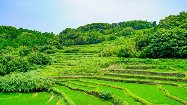 イネカメムシ37都府県で確認　24年　不稔防ぐには出穂直後の薬剤散布
