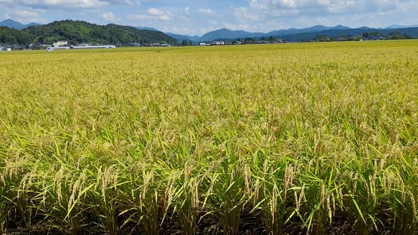 渇水対策室を立ち上げ　ＪＡ秋田しんせい　大雨被害から一転