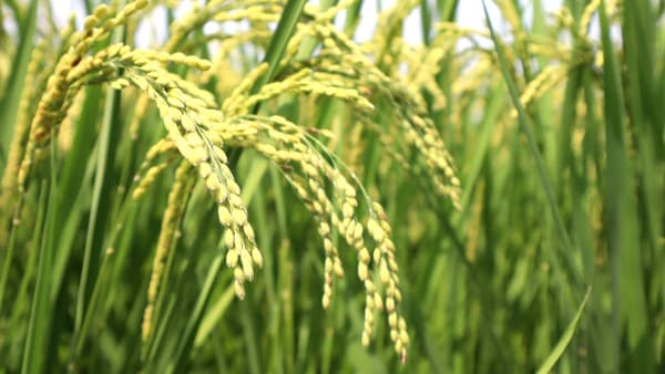 米の高温耐性品種　42府県で作付け　20万ha超える　24年産