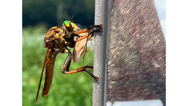 イネカメムシをムシヒキアブが捕食　「天敵」防除に可能性　有機農研シンポで報告