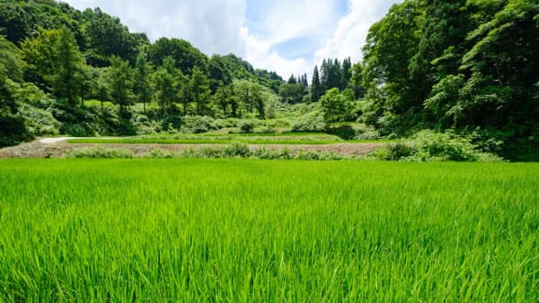 飼料用米多収日本一　10a916㎏　長戸北部営農組合　木村透さん（茨城）